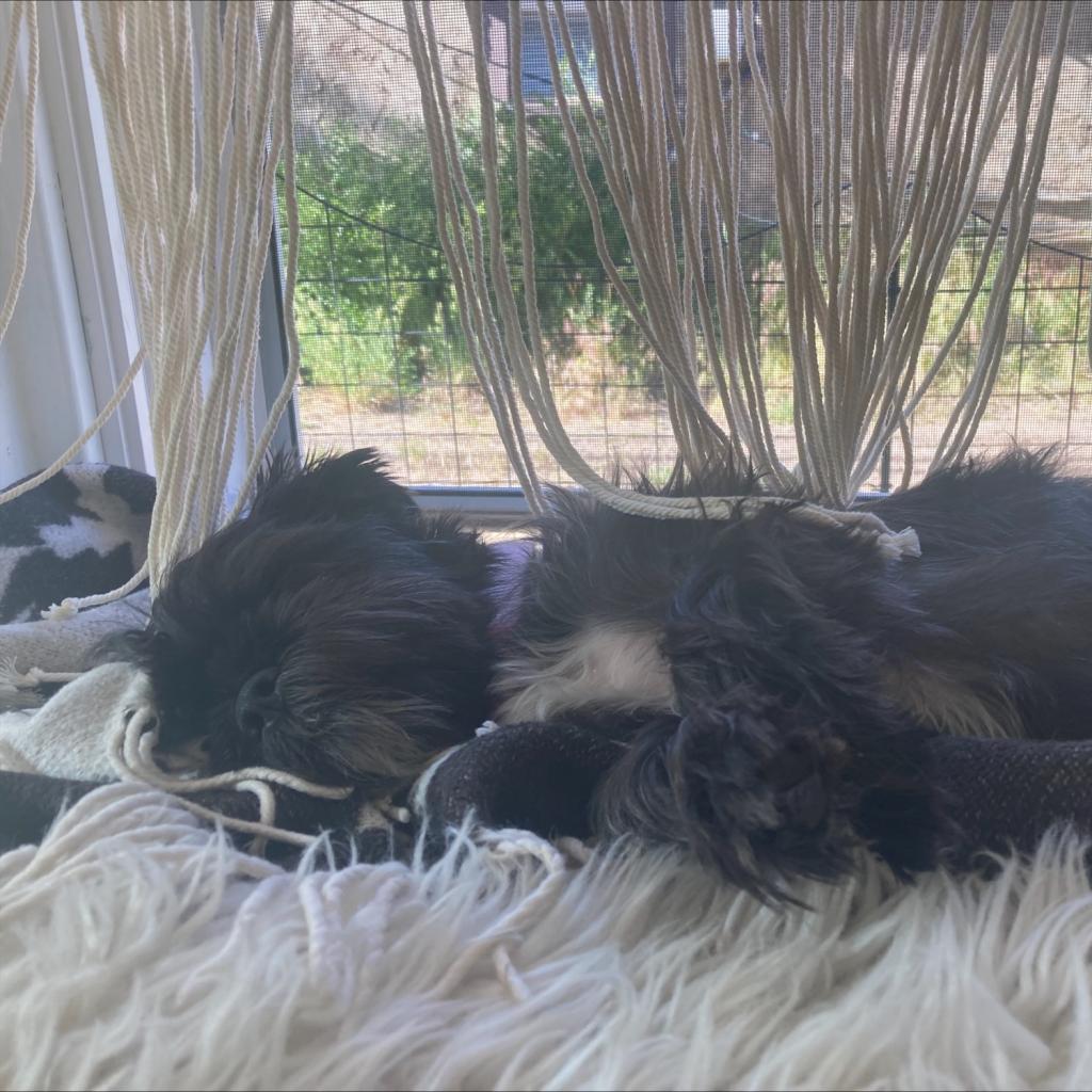 Shredder (Scrapper)- Laid back and Cuddly!