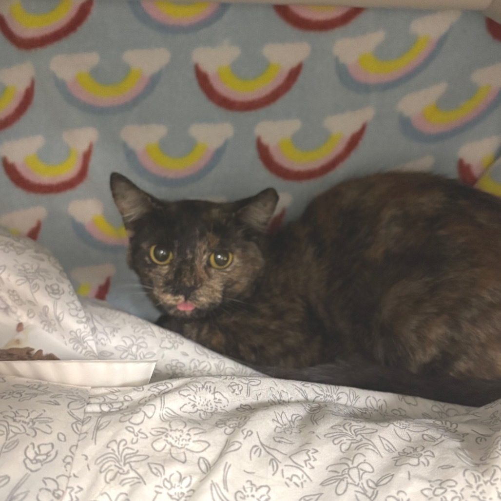 Siren - Barn Cat Alert!$0