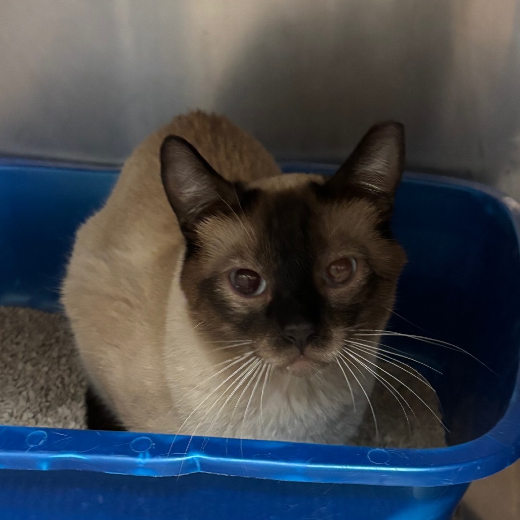 Bigfoot - Barn Cat Alert!$0