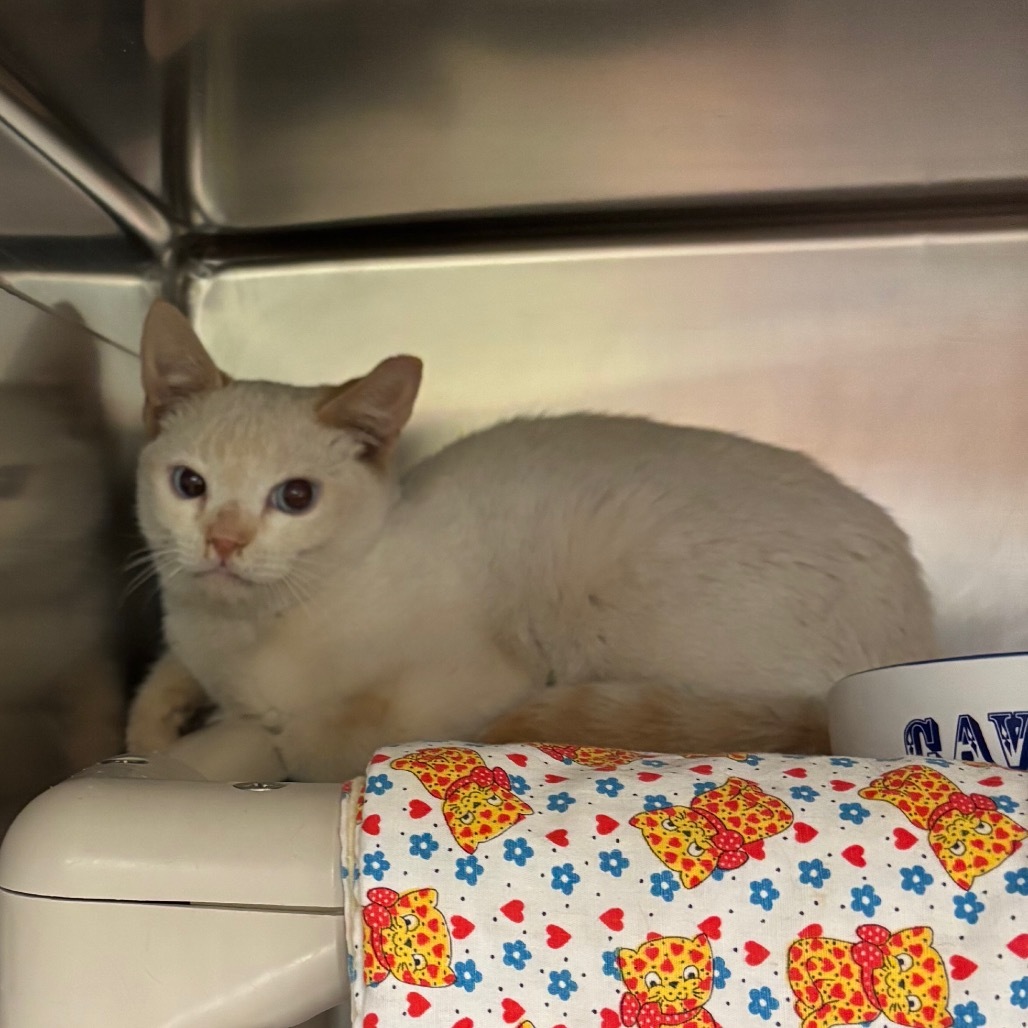 Shifter - Barn Cat Alert!$0