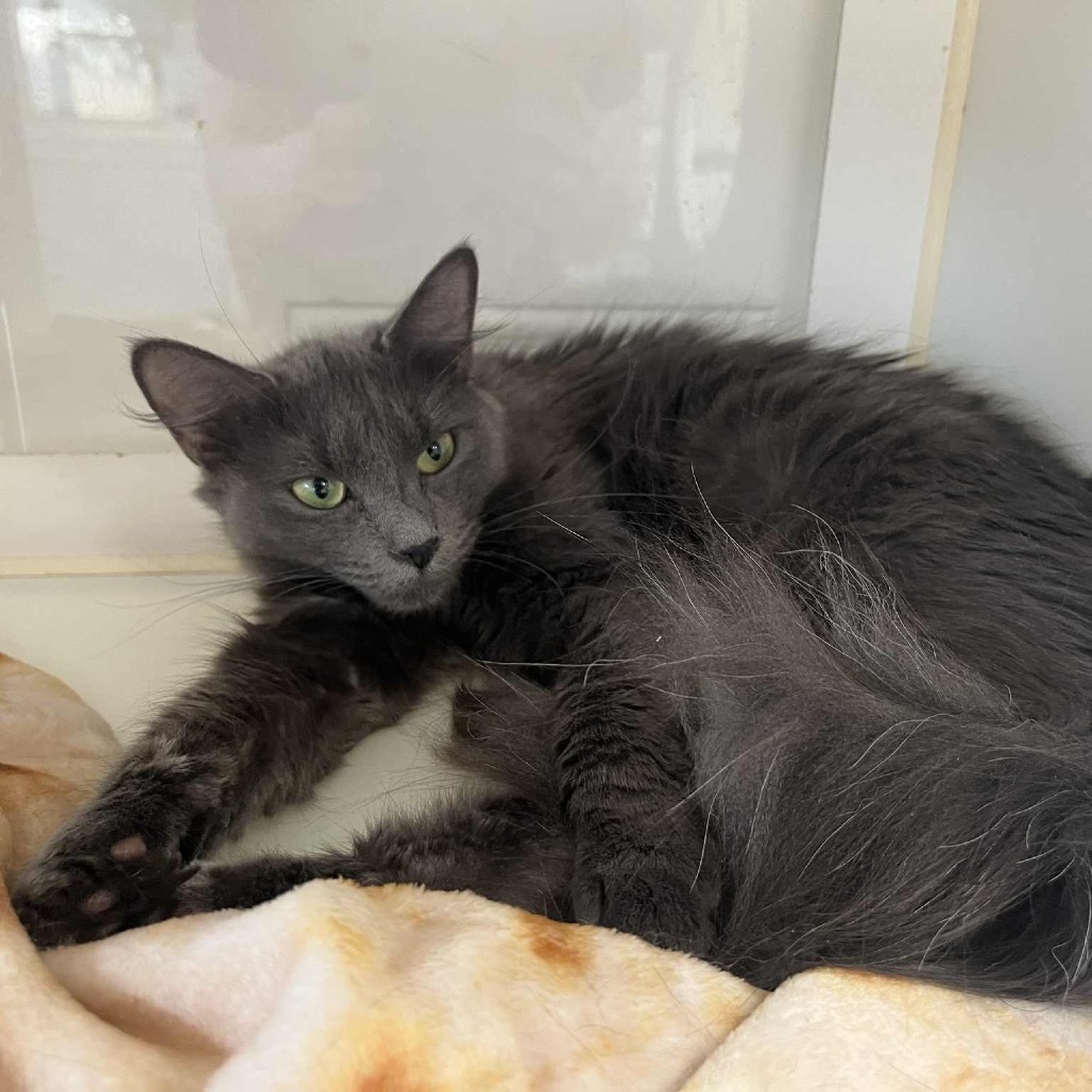 Gracey, an adoptable Nebelung in Pasadena , MD, 21122 | Photo Image 1
