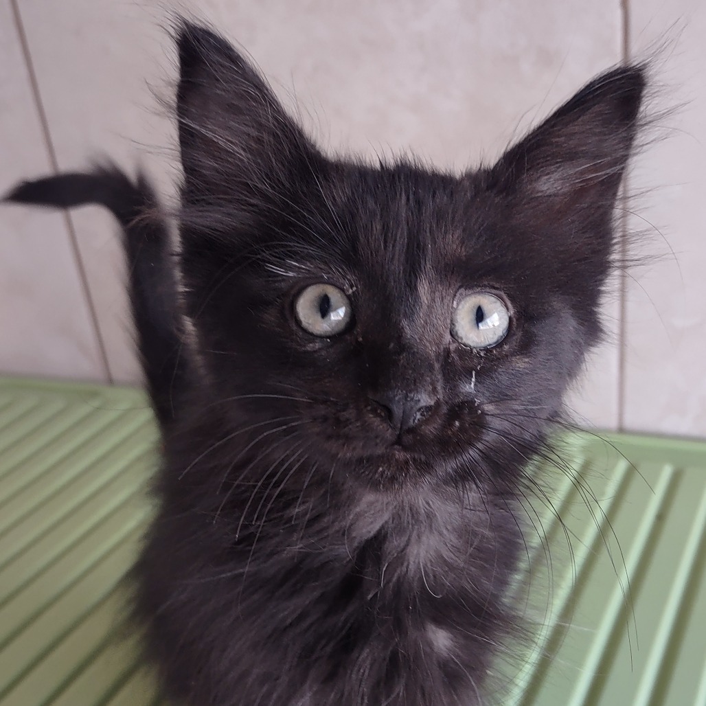 Taz