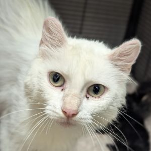 Asap, Adult Female unknown