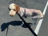 Juno photo 6