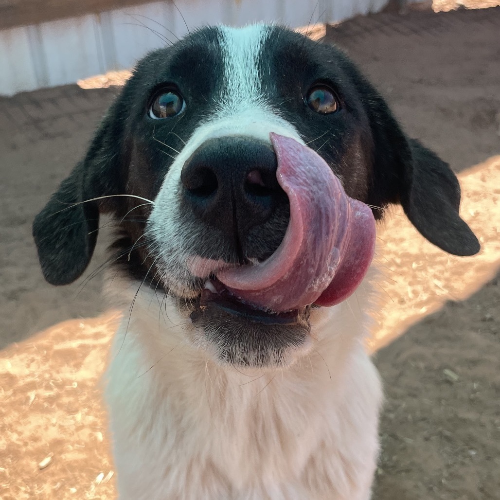 Doohickey, an adoptable Mixed Breed in Moab, UT, 84532 | Photo Image 1
