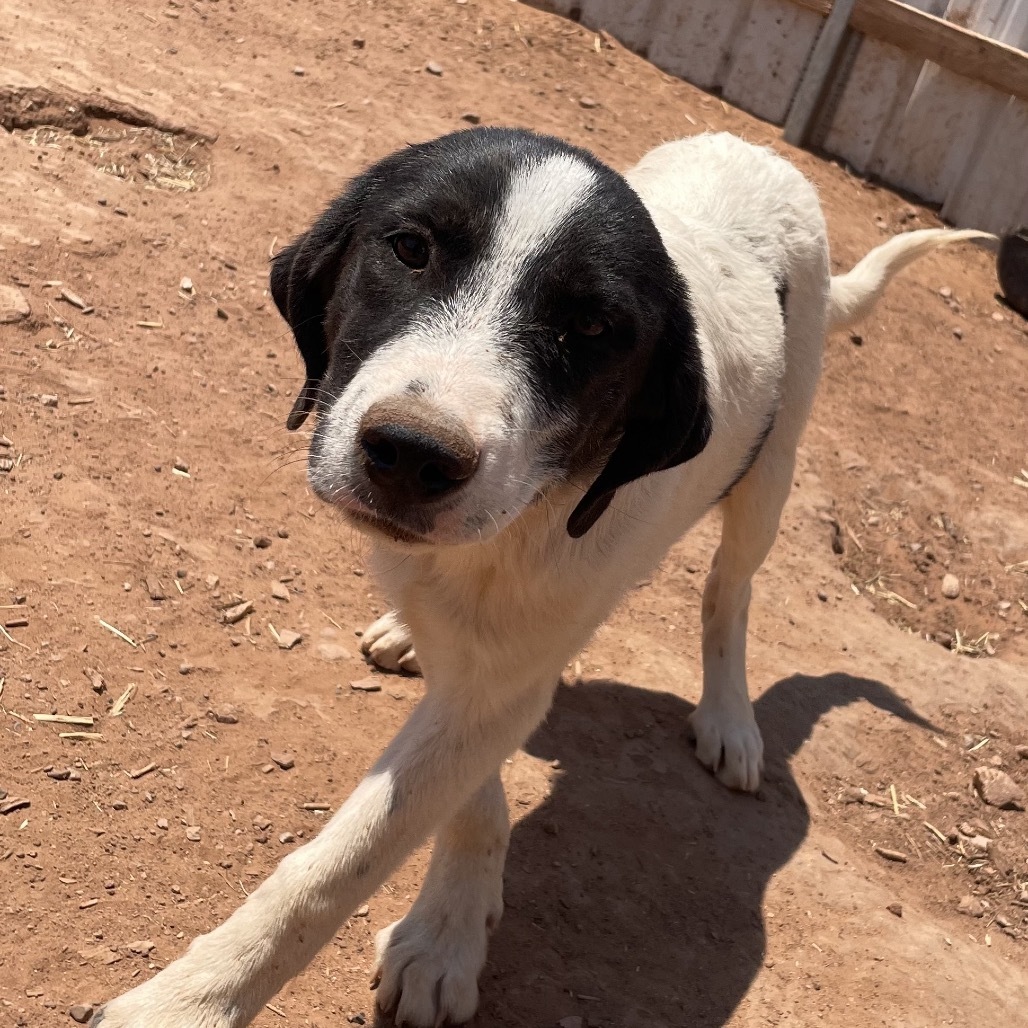 Doohickey, an adoptable Mixed Breed in Moab, UT, 84532 | Photo Image 2