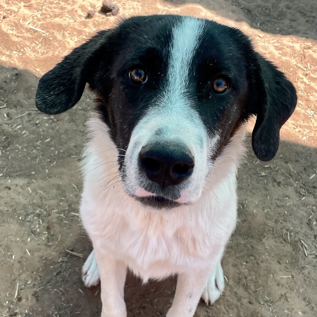 Doohickey, an adoptable Mixed Breed in Moab, UT, 84532 | Photo Image 3