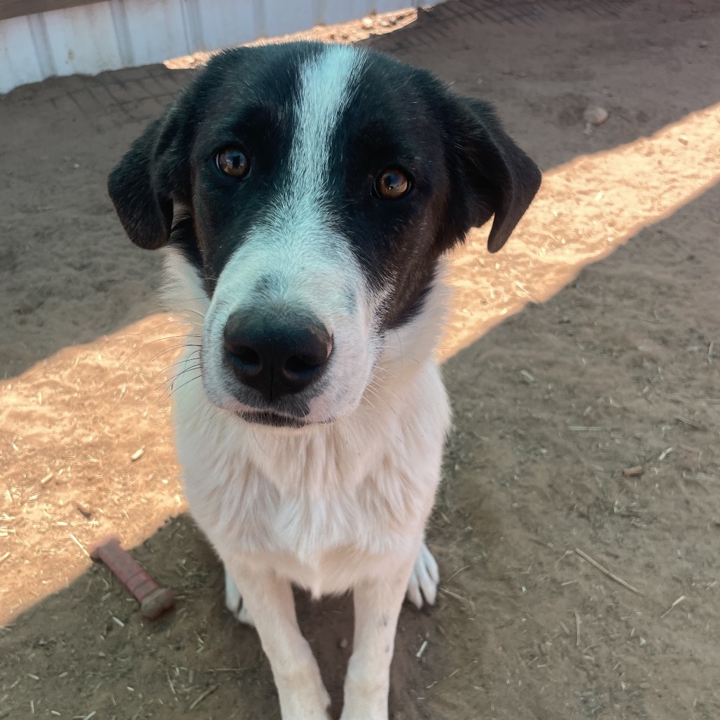 Doohickey, an adoptable Mixed Breed in Moab, UT, 84532 | Photo Image 4