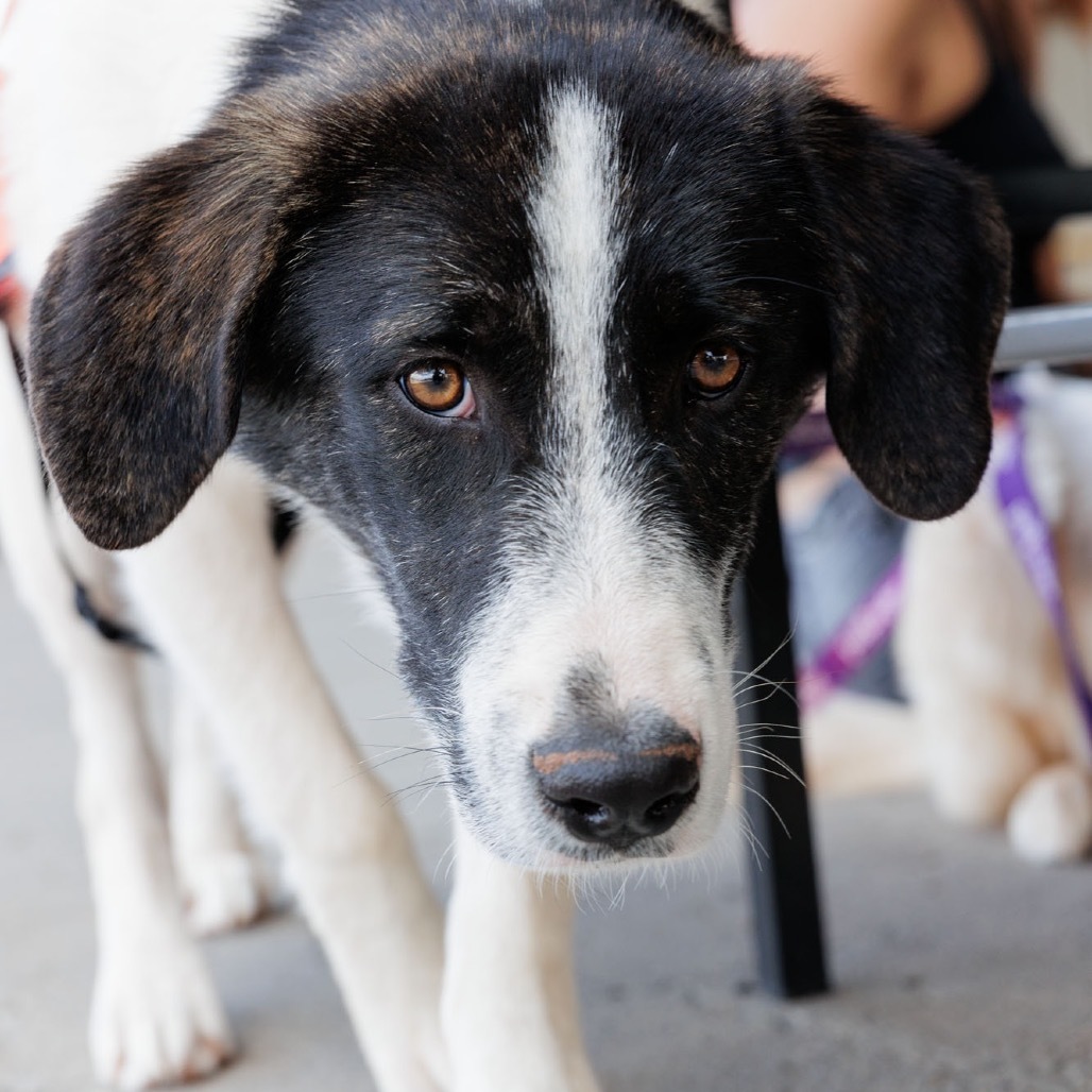 Doohickey, an adoptable Mixed Breed in Moab, UT, 84532 | Photo Image 5