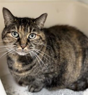 EMILY, Senior Female unknown