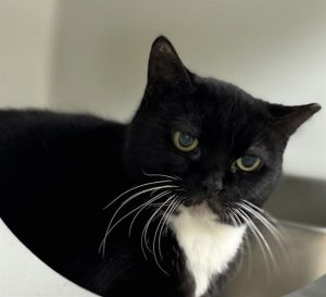 ELSA, Adult Female unknown