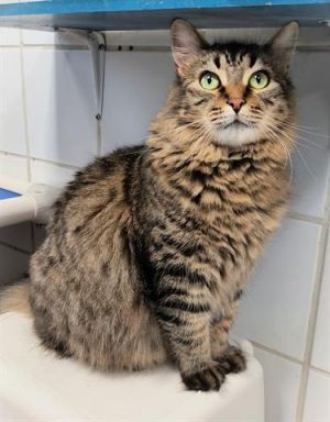 MUFFINS, Young Female unknown