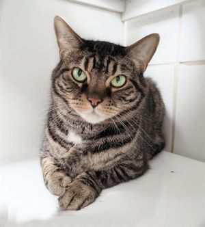 WENDELL, Adult Male unknown
