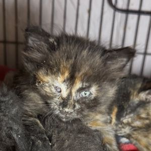 Tulip, Baby Female unknown