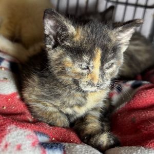 Buttercup, Baby Female unknown
