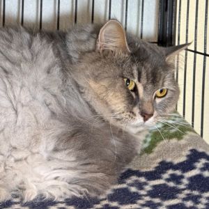 Willow, Adult Female unknown