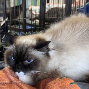 McKenzie, Adult Female unknown