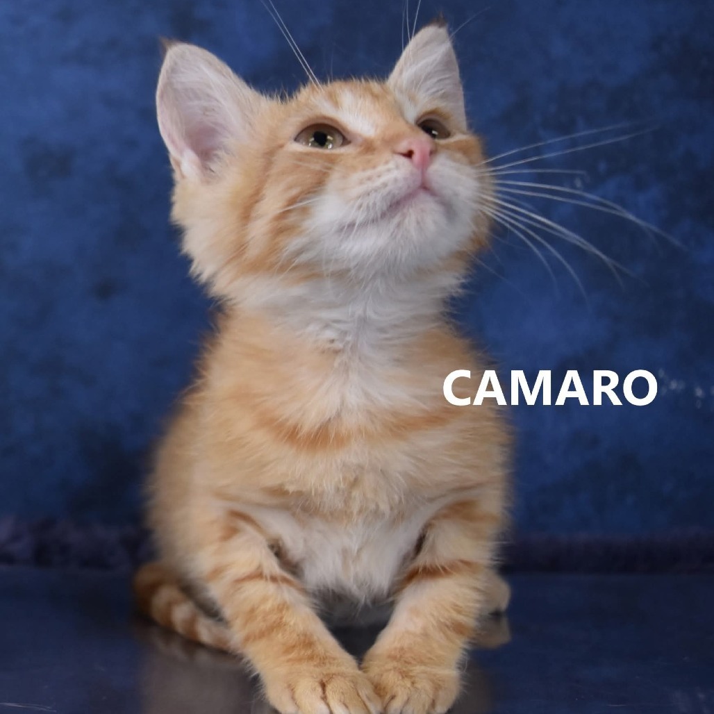 Camaro