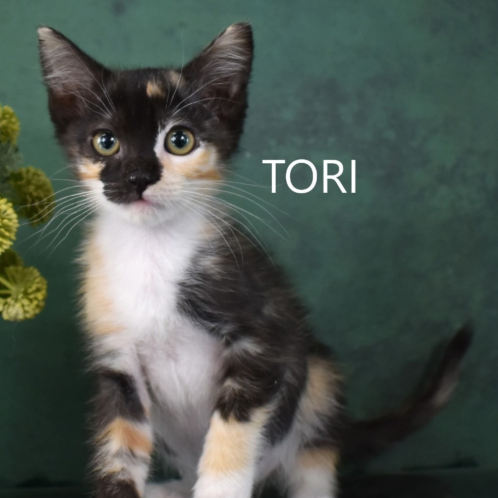 Tori