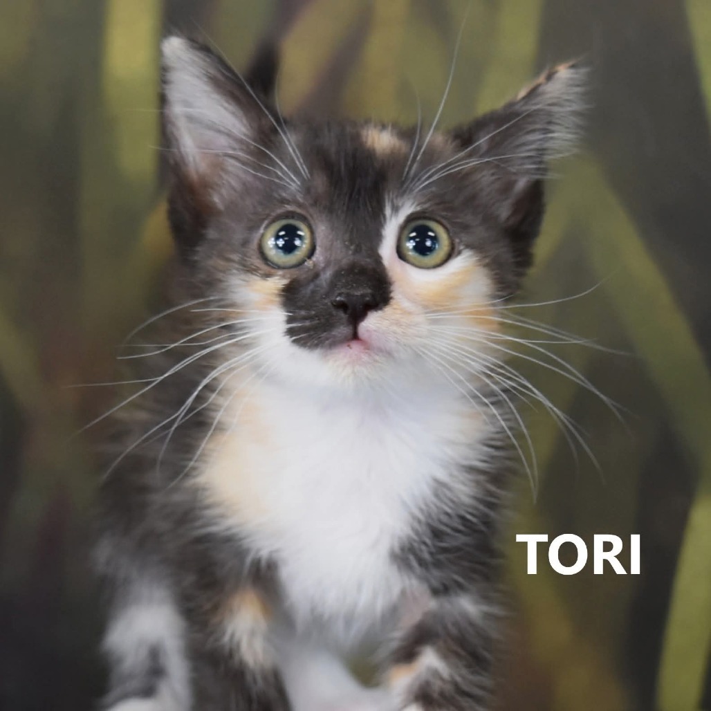 Tori
