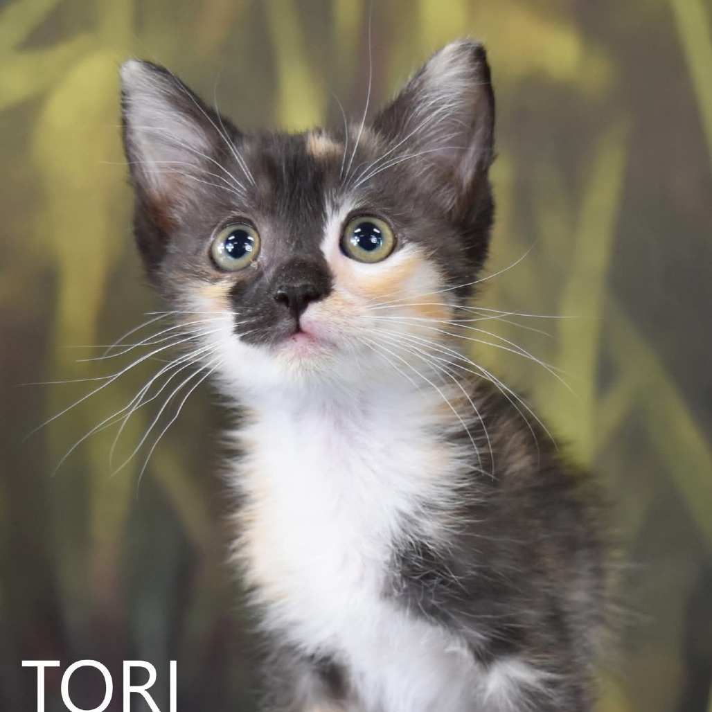 Tori