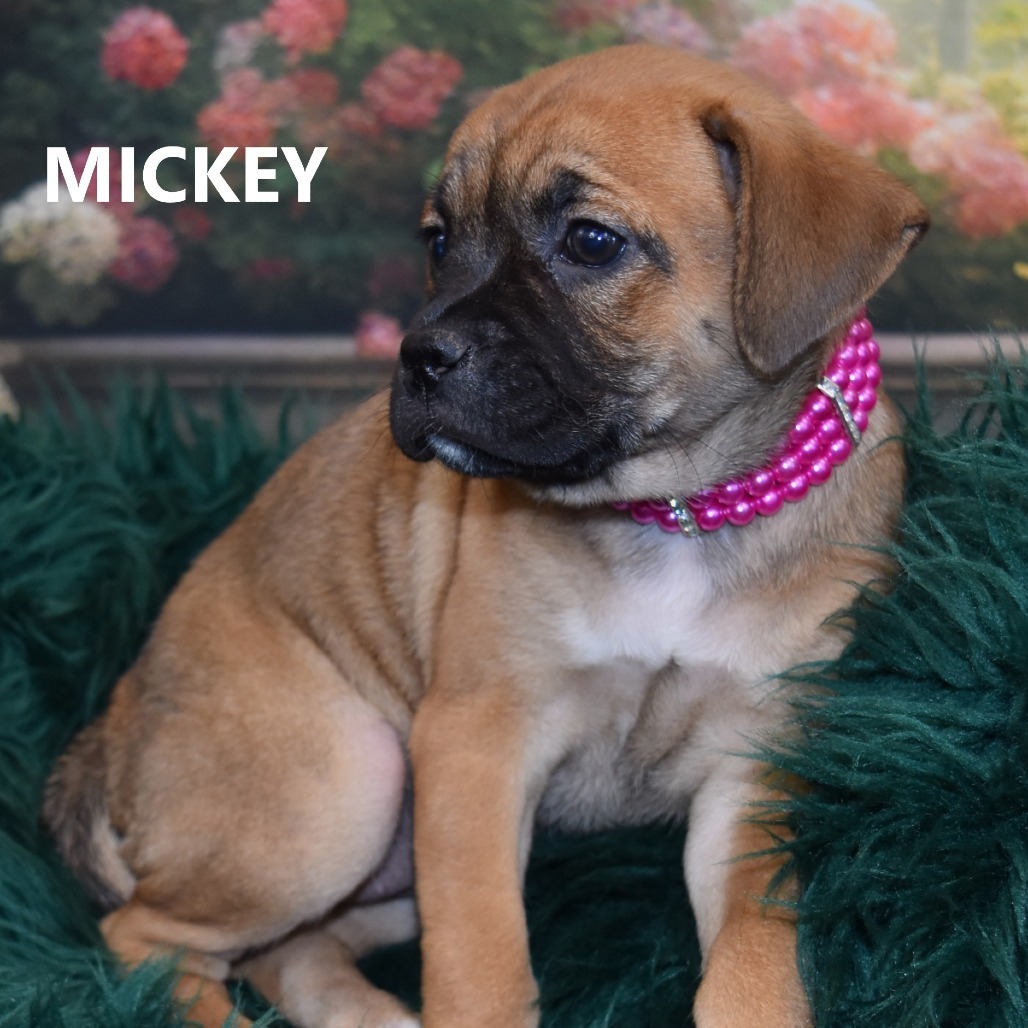 Macey