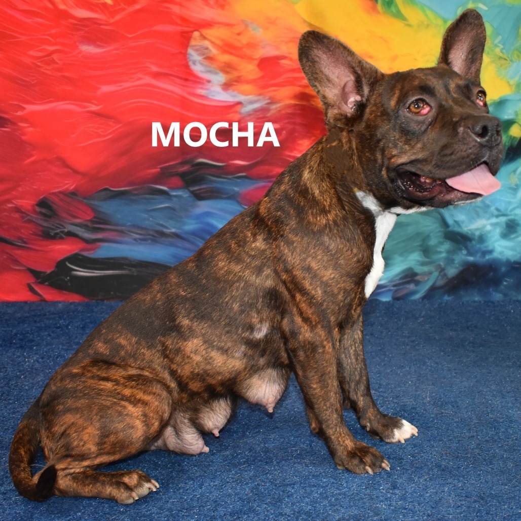 Mocha