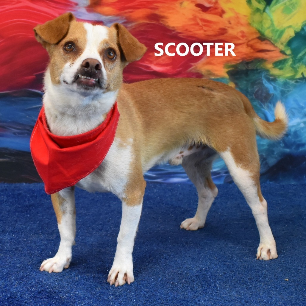 scooter