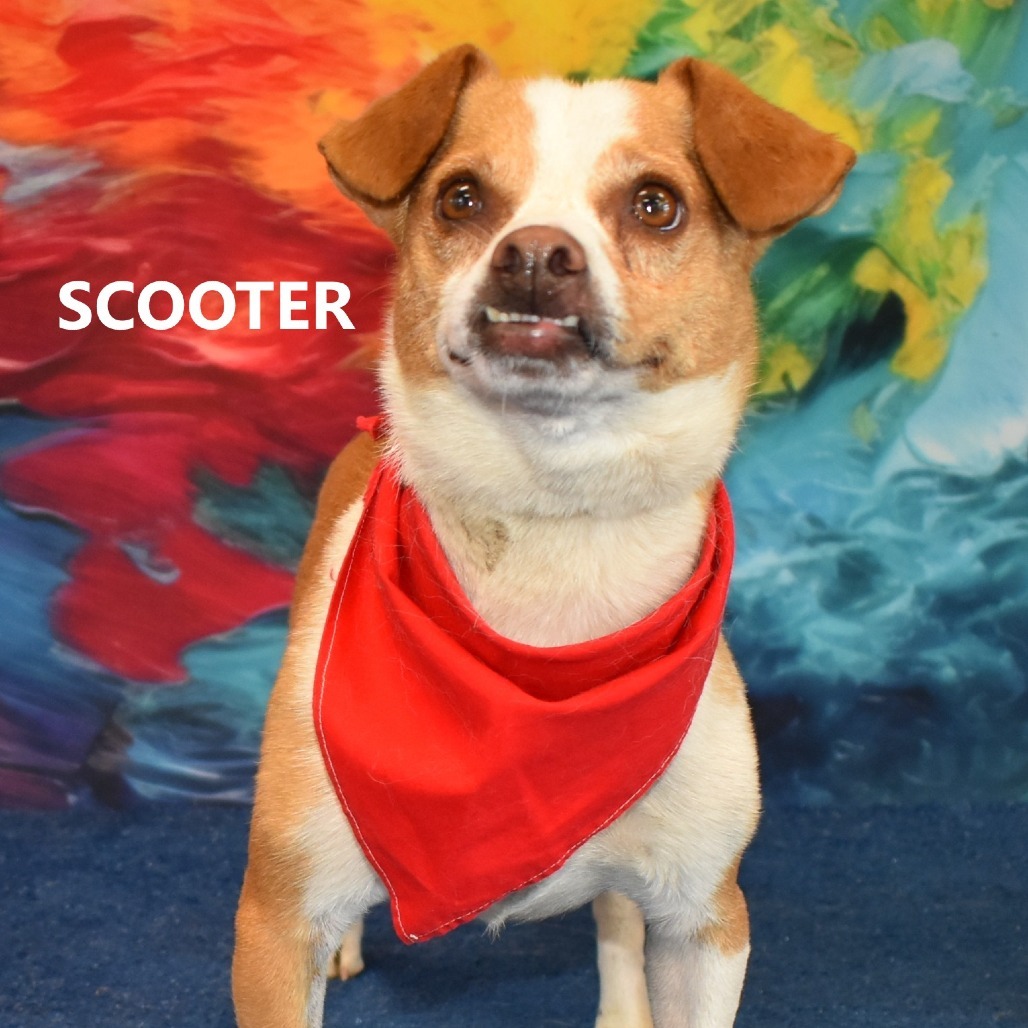 Scooter