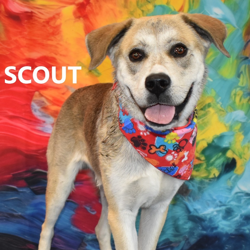 Scout