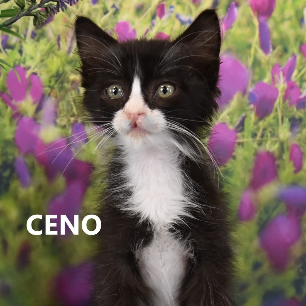 Ceno