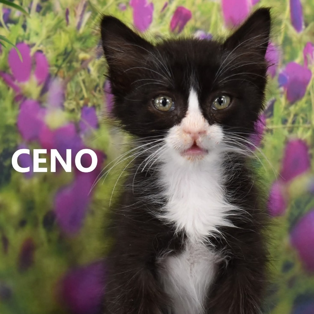 Ceno