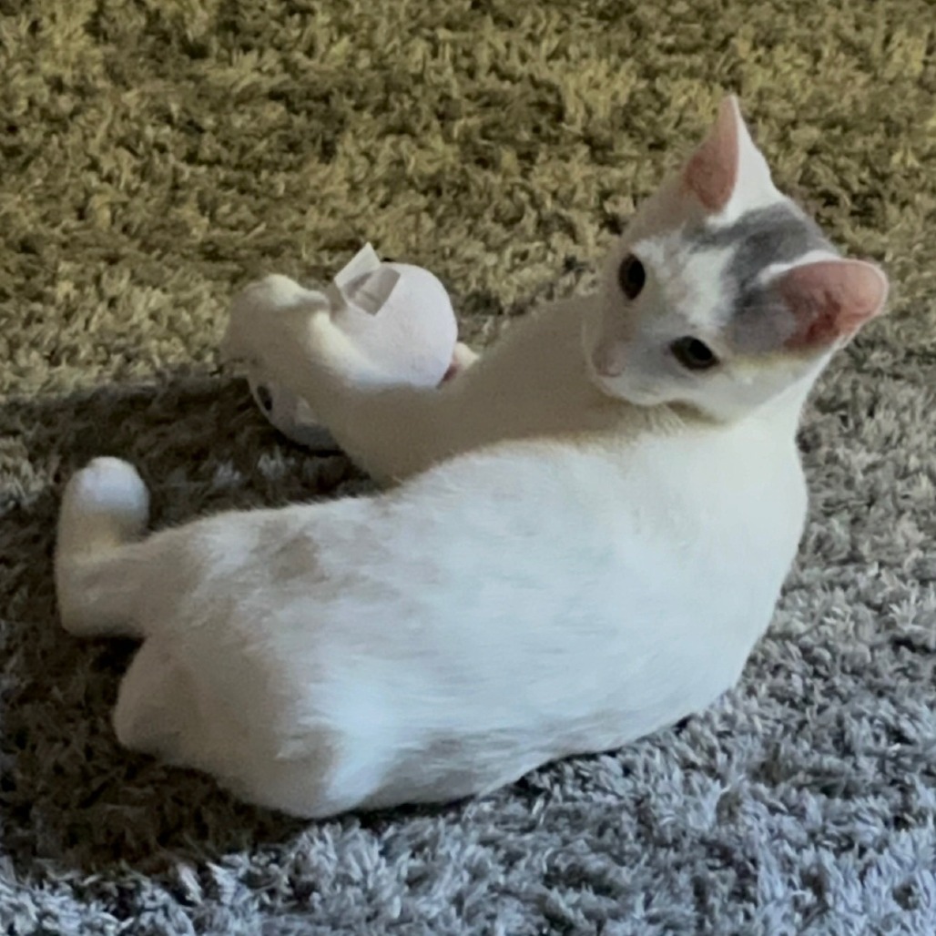 BUNS, an adoptable Domestic Short Hair, Pixiebob in Point Richmond, CA, 94801 | Photo Image 1