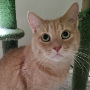 Banjo, Adult Male unknown