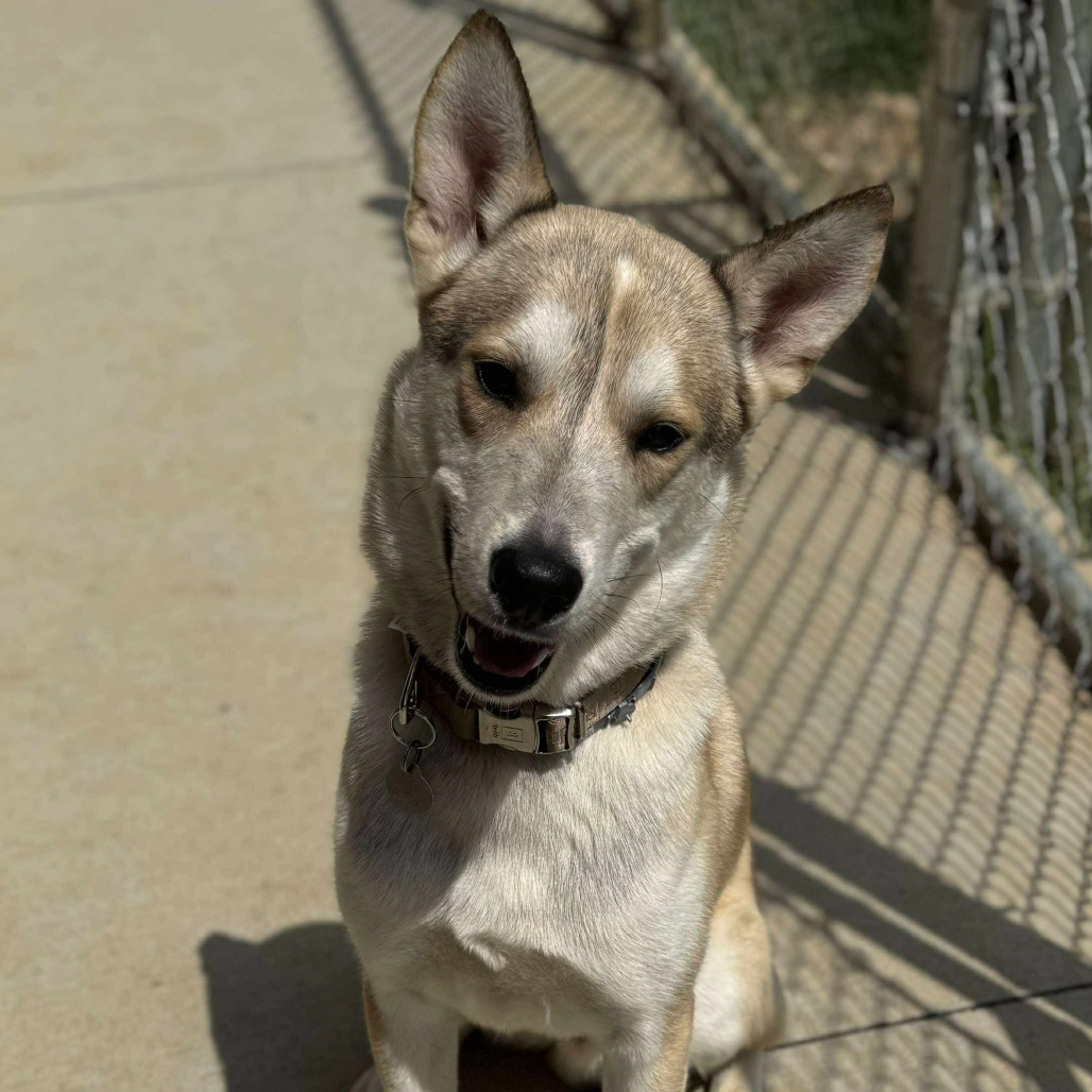 Koda