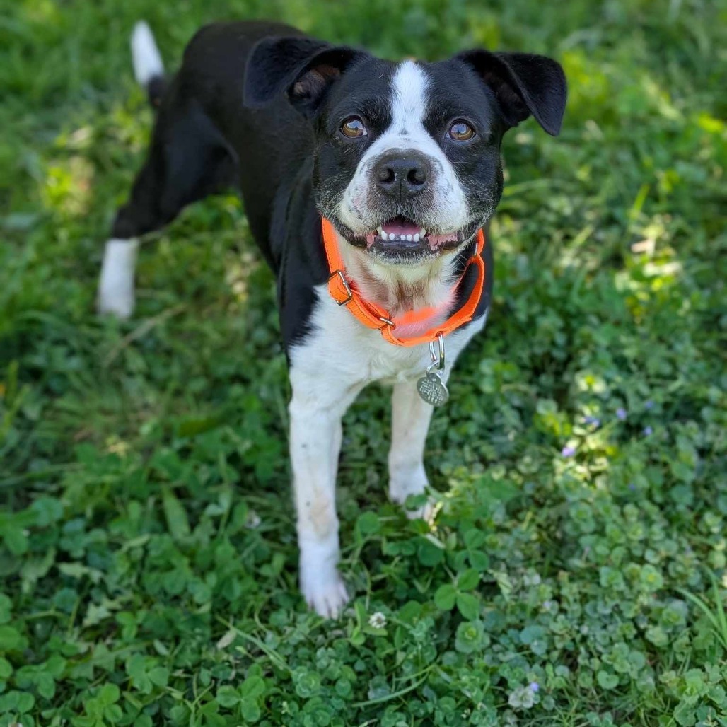 Dudley