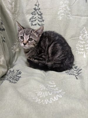 MARLOWE, Baby Female unknown