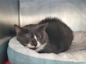 Coco, Senior Female unknown