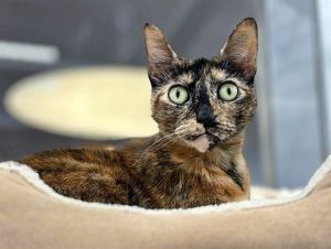 TREASURE, Adult Female unknown