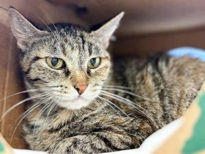 SYLVIE, Senior Female unknown