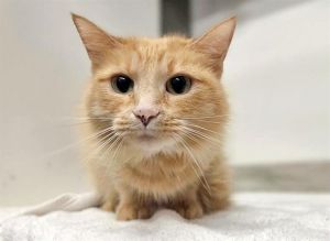MISHKA, Adult Female unknown