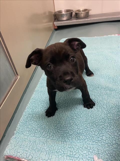 Adopt PORK CHOP