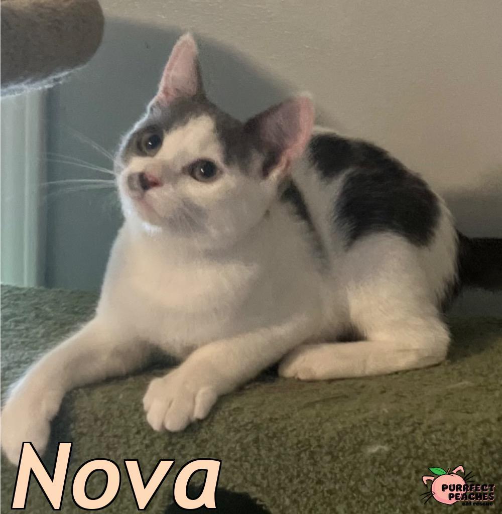 Nova