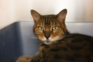 Skittles, Senior Female unknown
