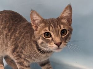 Chevy, Young Male unknown