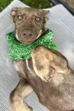 Stetson, Baby Male unknown