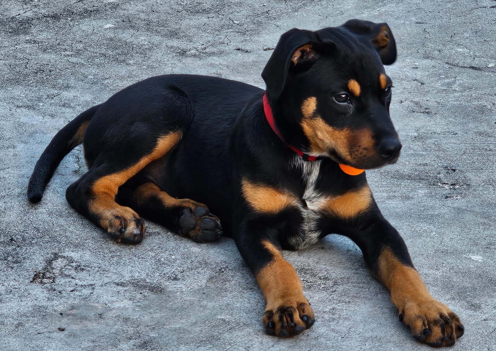 Ryker