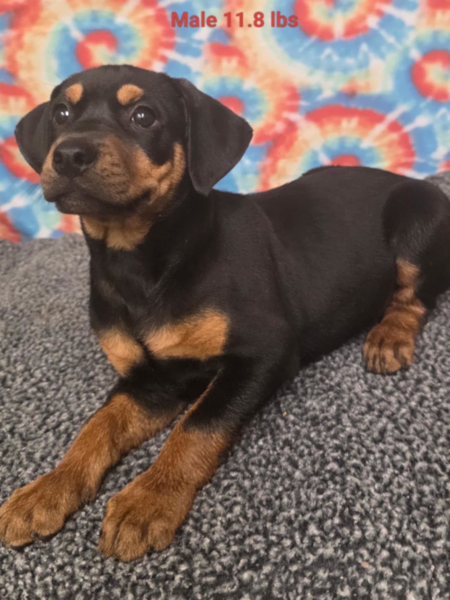 Raja
