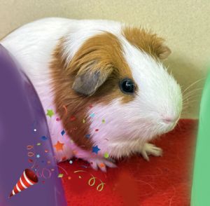 Mingus (bonded w/ Harry), Adult Male unknown