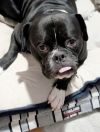 Tyson! photo 1